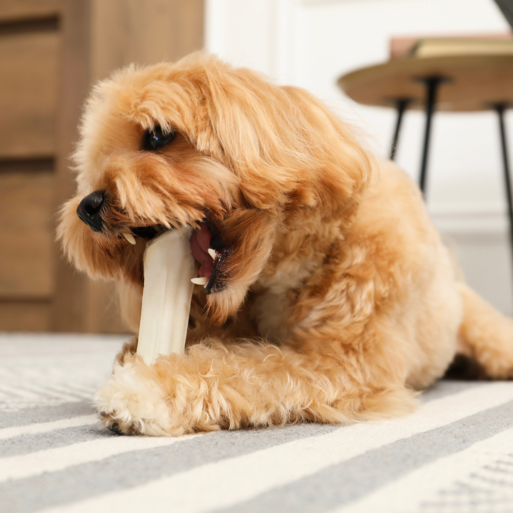 The Best Rawhide-Free Dog Chews in 2026 (That Dogs Actually Love)