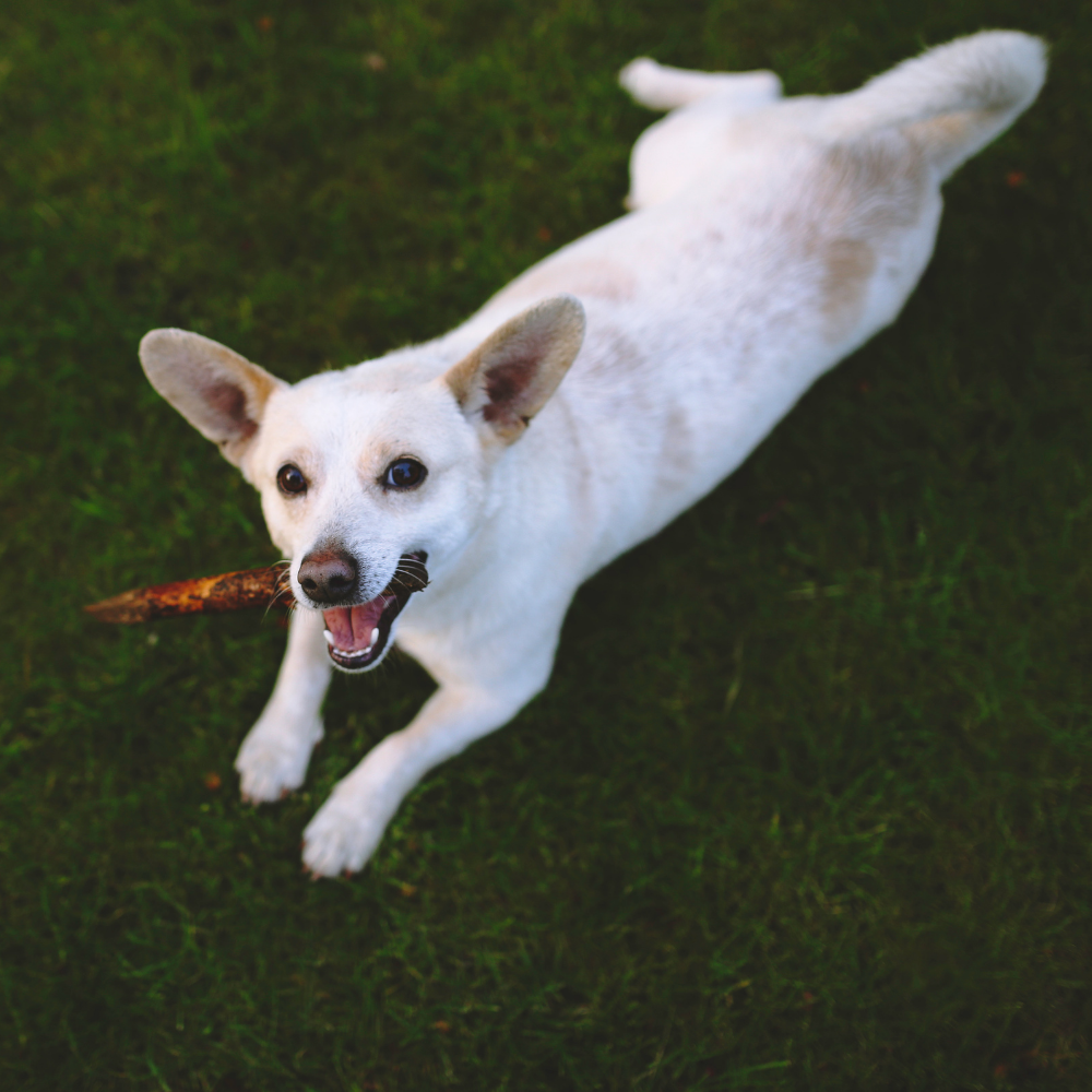 What Are Bully Sticks? Are They Safe for Dogs?