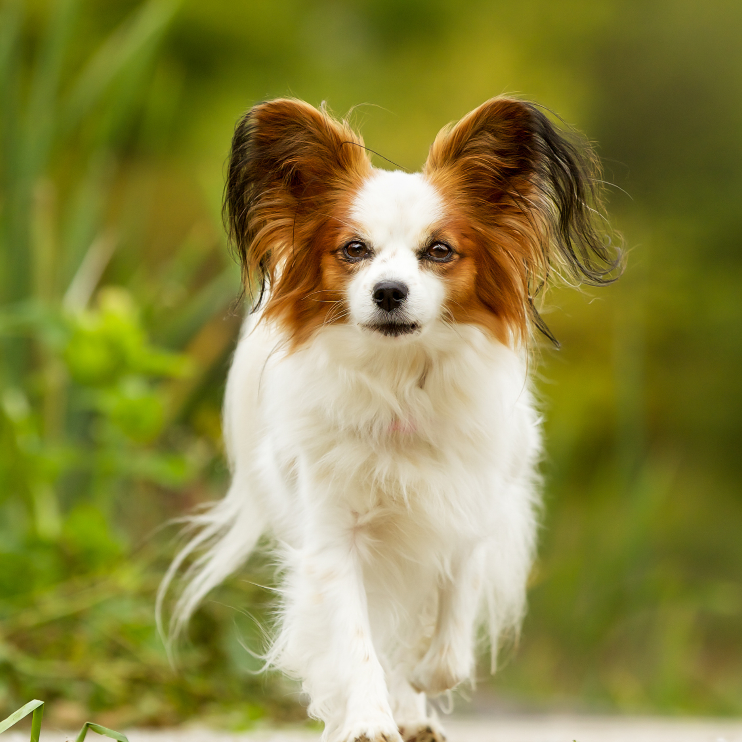 Small Dogs