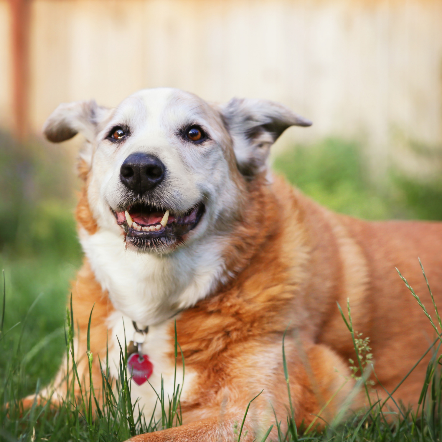 Senior Dogs