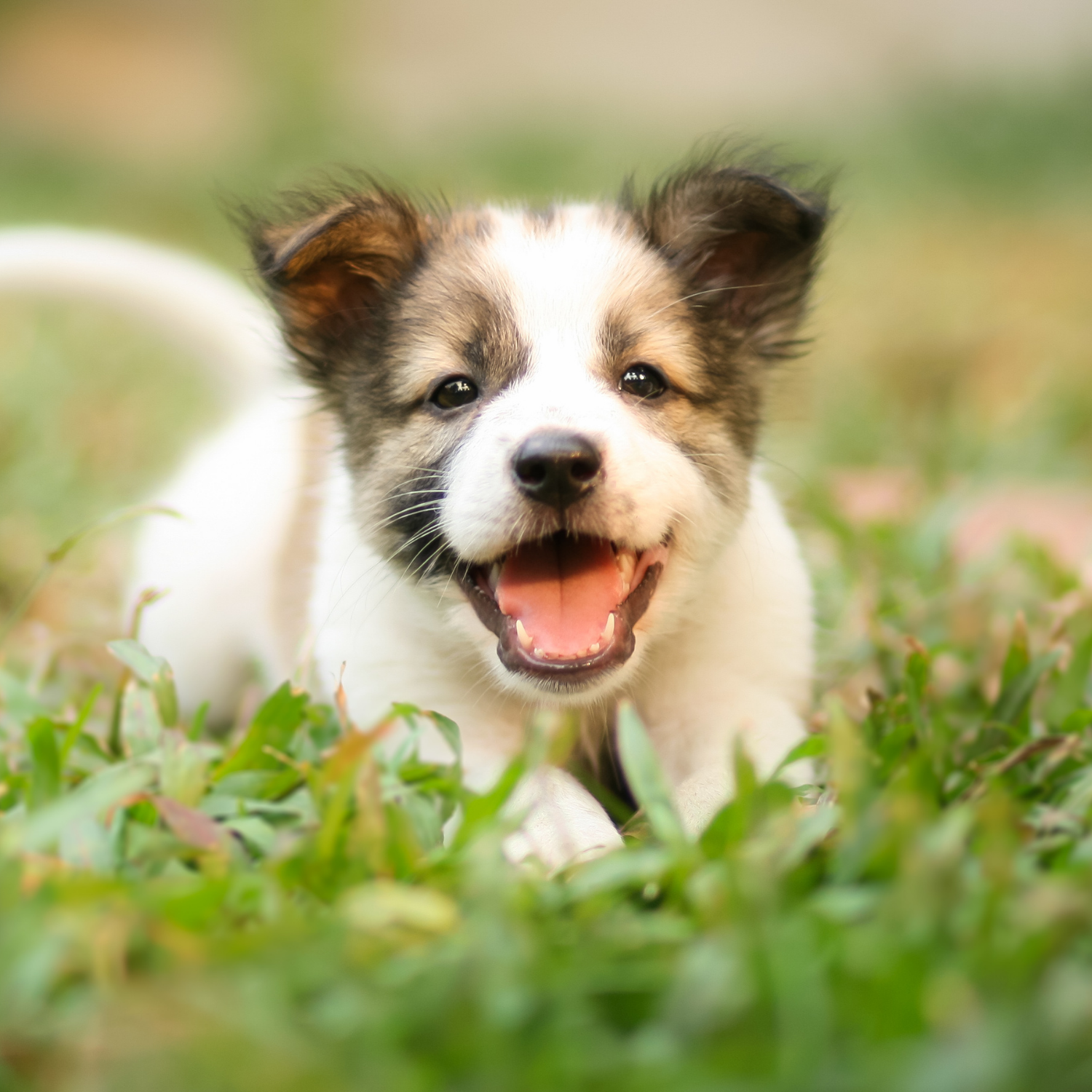 Puppy Dogs